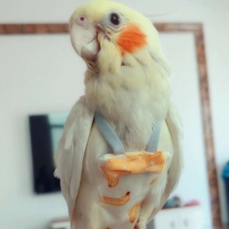 Parrot Diaper with Bowtie Cute - Plant Parenthood ulasan dan harga